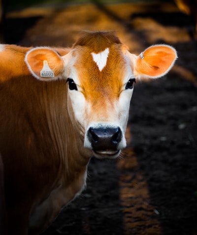 选择聚焦摄影的棕色的奶牛
